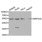 Western blot analysis of extracts of various cell lines, using MRPS30 antibody (abx004479) at 1/1000 dilution.