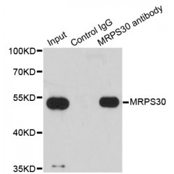 Mitochondrial Ribosomal Protein S30 (MRPS30) Antibody