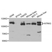 Western blot analysis of extracts of various cell lines, using NTRK3 antibody (abx004480) at 1/1000 dilution.