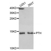 Western blot analysis of extracts of various cell lines, using PTH antibody (abx004483) at 1/1000 dilution.