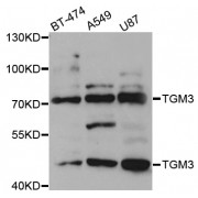 Western blot analysis of extracts of various cell lines, using TGM3 antibody (abx004493) at 1/1000 dilution.