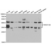 Western blot analysis of extracts of various cell lines, using TNFSF13B antibody (abx004495) at 1/1000 dilution.