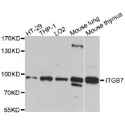 Western blot analysis of extracts of various cell lines, using ITGB7 antibody (abx004505) at 1/1000 dilution.