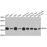 Western blot analysis of extracts of various cell lines, using RPS3A antibody (abx004514) at 1/1000 dilution.