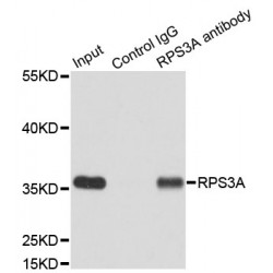 Ribosomal Protein S3A (RPS3A) Antibody