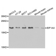 Western blot analysis of extracts of various cell lines, using EIF1AX antibody (abx004534) at 1/1000 dilution.