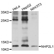 Western blot analysis of extracts of various cell lines, using NHP2L1 antibody (abx004542) at 1/1000 dilution.