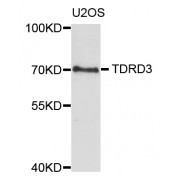 Western blot analysis of extracts of U2OS cells, using TDRD3 antibody (abx004610) at 1/1000 dilution.