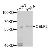 Western blot analysis of extracts of various cell lines, using CELF2 antibody (abx004624) at 1/1000 dilution.