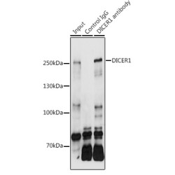 Dicer 1, Ribonuclease Type III (DICER1) Antibody