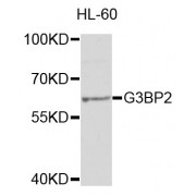 Western blot analysis of extracts of HL-60 cells, using G3BP2 antibody (abx004634) at 1/1000 dilution.