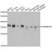 Western blot analysis of extracts of various cell lines, using HNRNPA0 antibody (abx004637) at 1:3000 dilution.