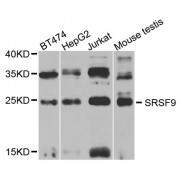 Western blot analysis of extracts of various cell lines, using SRSF9 antibody (abx004673) at 1/1000 dilution.