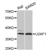 Western blot analysis of extracts of various cell lines, using U2AF1 antibody (abx004679) at 1/1000 dilution.