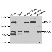Western blot analysis of extracts of various cell lines, using POLK antibody (abx004686) at 1/1000 dilution.