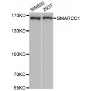 Western blot analysis of extracts of various cell lines, using SMARCC1 antibody (abx004689) at 1/1000 dilution.
