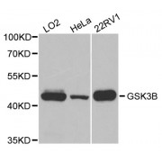 Western blot analysis of extracts of various cell lines, using GSK3B antibody (abx004714) at 1/1000 dilution.