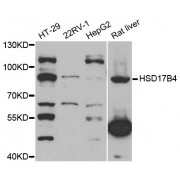 Western blot analysis of extracts of various cell lines, using HSD17B4 antibody (abx004727) at 1/1000 dilution.