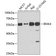 Western blot analysis of extracts of various cell lines, using IRAK4 antibody (abx004744) at 1/1000 dilution.