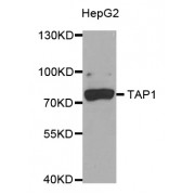 Western blot analysis of extracts of HepG2 cells, using TAP1 antibody (abx004748) at 1/1000 dilution.