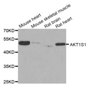 Western blot analysis of extracts of various cell lines, using AKT1S1 antibody (abx004763) at 1/1000 dilution.