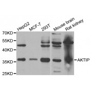 Western blot analysis of extracts of various cell lines, using AKTIP antibody (abx004764) at 1/1000 dilution.