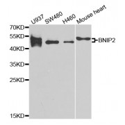 Western blot analysis of extracts of various cell lines, using BNIP2 antibody (abx004800) at 1/1000 dilution.