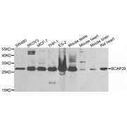 Western blot analysis of extracts of various cell lines, using BCAP29 antibody (abx004843) at 1/1000 dilution.