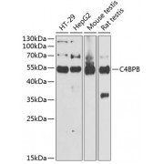Western blot analysis of extracts of various cell lines, using C4BPB antibody (1/1000 dilution).