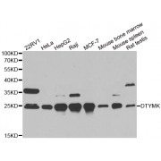 Western blot analysis of extracts of various cell lines, using DTYMK antibody (abx004870) at 1/1000 dilution.