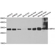 Western blot analysis of extracts of various cell lines, using IMPA1 antibody (abx004879) at 1/1000 dilution.