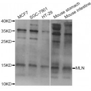 Western blot analysis of extracts of various cell lines, using MLN Antibody (abx004883) at 1/1000 dilution.