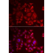 Immunofluorescence analysis of U2OS cells using XCL1 antibody (abx004902). Blue: DAPI for nuclear staining.