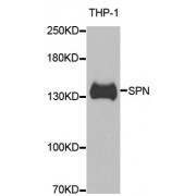 Western blot analysis of extracts of THP-1 cells, using SPN antibody (abx004906) at 1/1000 dilution.