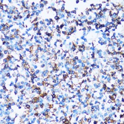 Leukosialin (SPN) Antibody