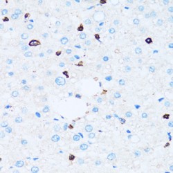 Leukosialin (SPN) Antibody