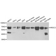 Western blot analysis of extracts of various cell lines, using NR2C2 antibody (abx004915) at 1/1000 dilution.
