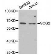 Western blot analysis of extracts of various cell lines, using SCG2 antibody (abx004918) at 1/1000 dilution.