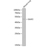 Western blot analysis of extracts of Mouse lung using SKAP2 antibody (1/1000 dilution), followed by HRP-conjugated Goat Anti-Rabbit IgG H+L (<a href="https://www.abbexa.com/index.php?route=product/request&search=abx005548">abx005548</a>, 1/10000 dilution) and 3% non-fat dry milk in TBST for blocking.