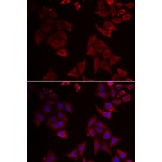Immunofluorescence analysis of U2OS cells using NCR1 antibody (abx004931). Blue: DAPI for nuclear staining.