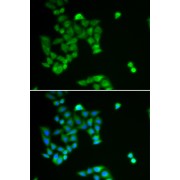 Immunofluorescence analysis of U2OS cells using PJA2 antibody (abx004937). Blue: DAPI for nuclear staining.