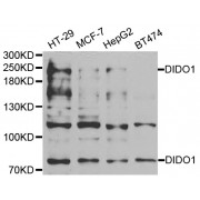 Western blot analysis of extracts of various cell lines, using DIDO1 antibody (abx004945) at 1/1000 dilution.