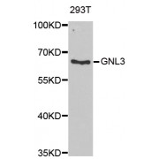 Western blot analysis of extracts of 293T cells, using GNL3 antibody (abx004951) at 1/1000 dilution.