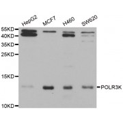 Western blot analysis of extracts of various cell lines, using POLR3K antibody (abx004958) at 1/1000 dilution.