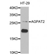 Western blot analysis of extracts of HT-29 cells, using AGPAT2 antibody (abx004998) at 1/1000 dilution.