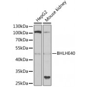 WB analysis of extracts of various cell lines, using BHLHE40 antibody (1/1000 dilution).