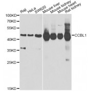 Western blot analysis of extracts of various cell lines, using CCBL1 Antibody (abx005021) at 1/1000 dilution.