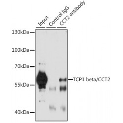T-Complex Protein 1 Subunit Beta (CCT2) Antibody