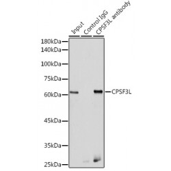 Cleavage And Polyadenylation-Specific Factor 3-Like Protein (CPSF3L) Antibody