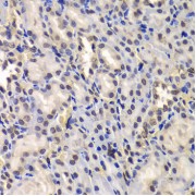 Immunohistochemistry of paraffin-embedded rat kidney using DDX41 antibody (abx005046) at dilution of 1/100 (40x lens).